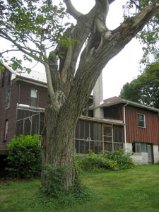 Walnut tree and porch